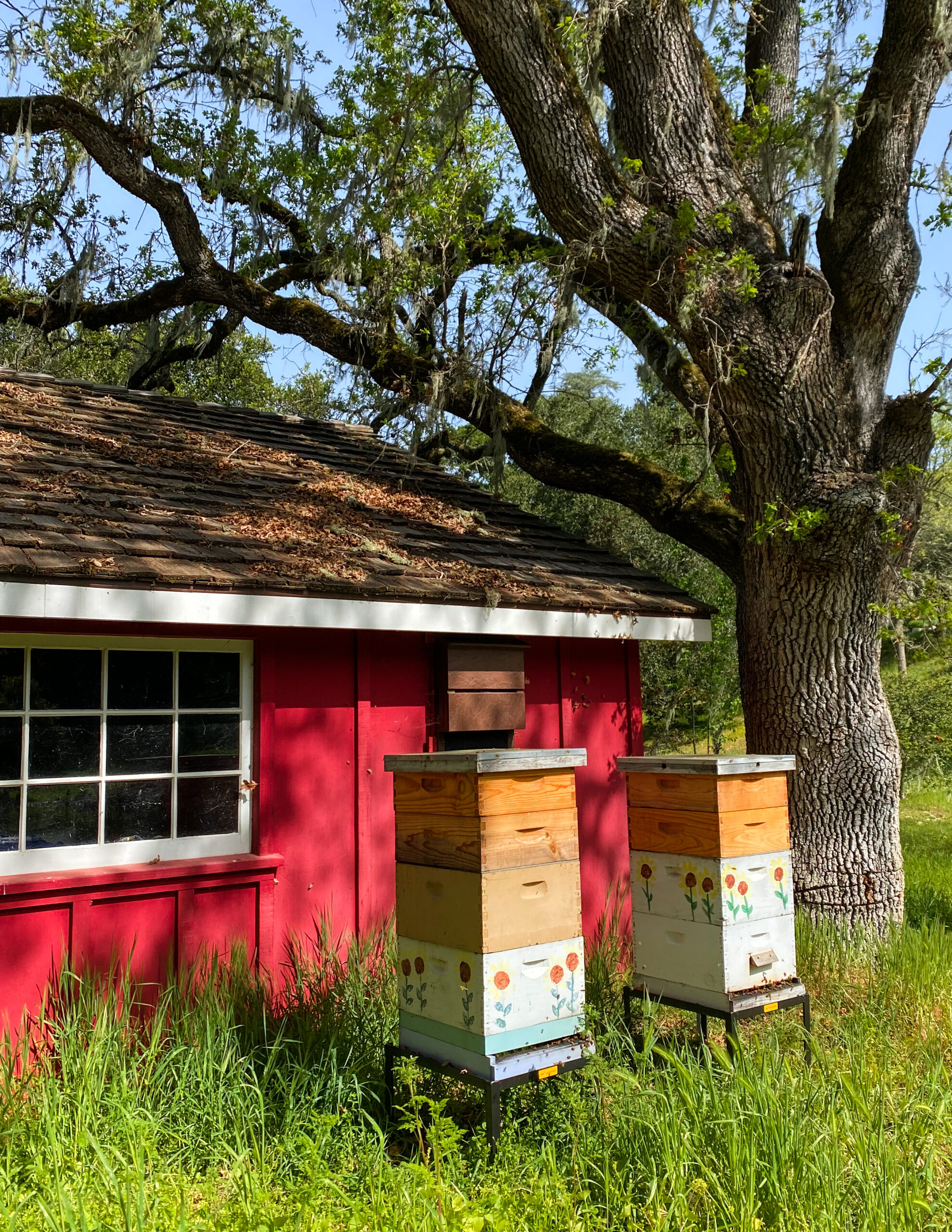 Certified Arborist Consultation