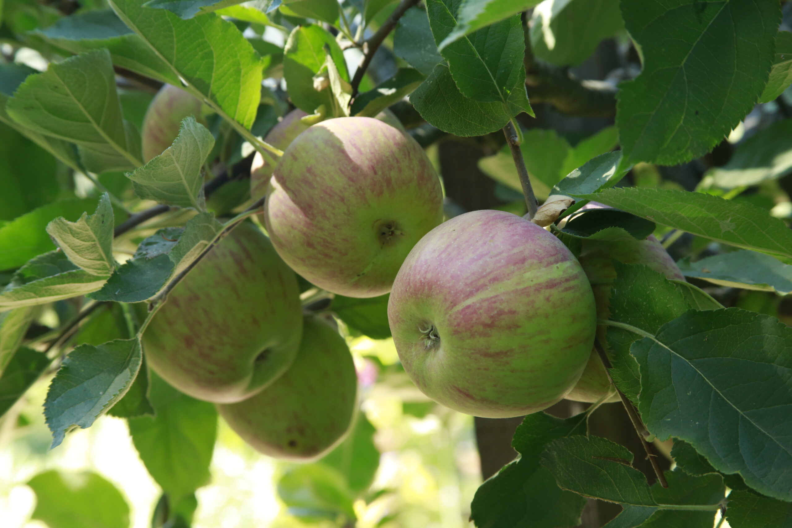 Food Forest Design Services