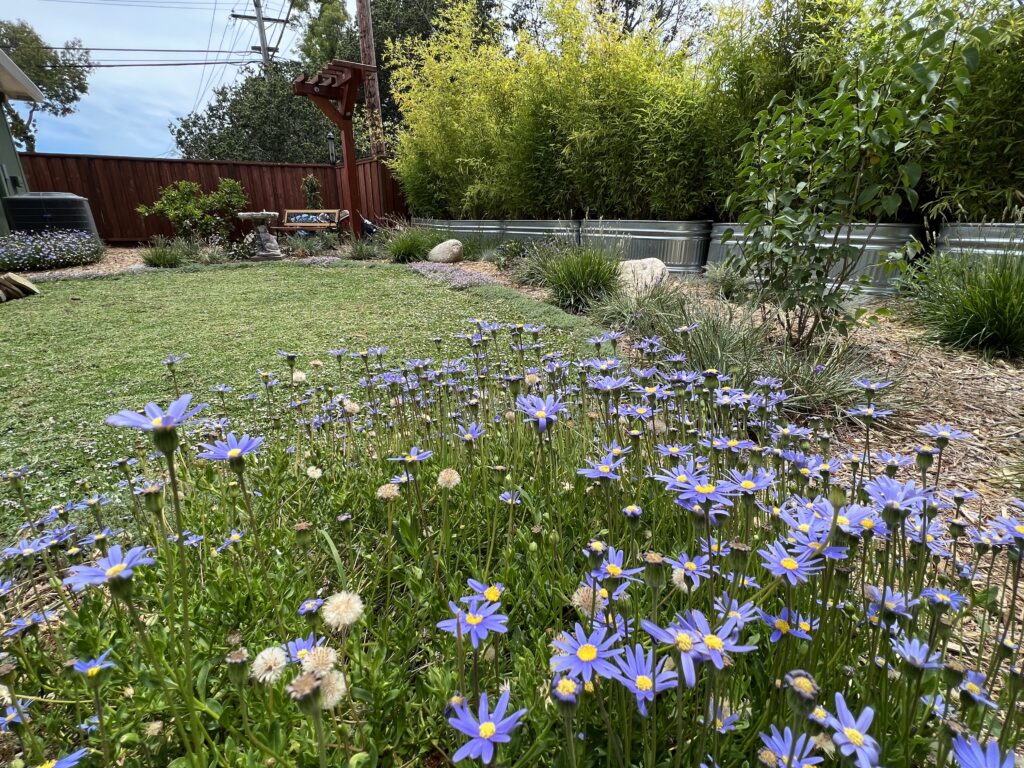 San Mateo's Green Gems: Local Nurseries and Garden Centers