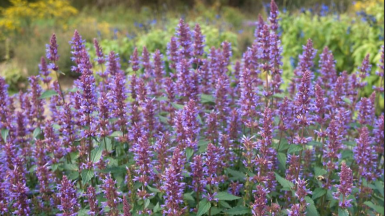 Water Conservation Hacks: Designing with Drought-Tolerant Plants